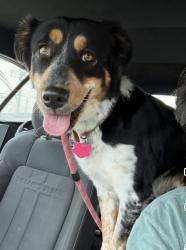 Lost Female Dog last seen Trietsch and Milam, Sanger, TX 76266