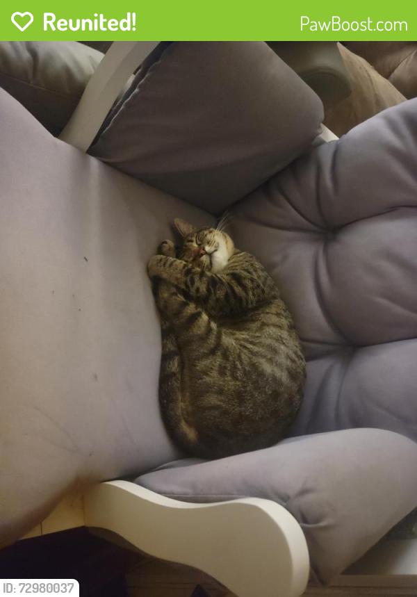 Reunited Male Cat last seen Bellefontaine Rd, St. Louis, MO 63137