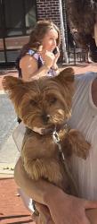 Reunited Female Dog last seen Post Office parking lot , Annapolis, MD 21403