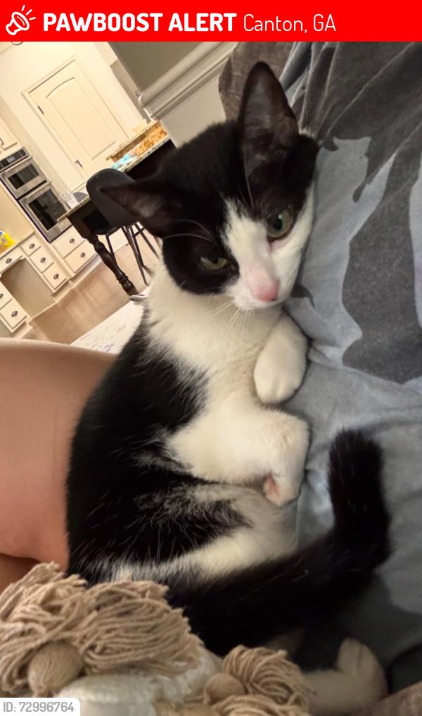 Lost Female Cat last seen Wilde oak ct/gaddis rd , Canton, GA 30115