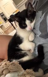 Lost Female Cat last seen Wilde oak ct/gaddis rd , Canton, GA 30115