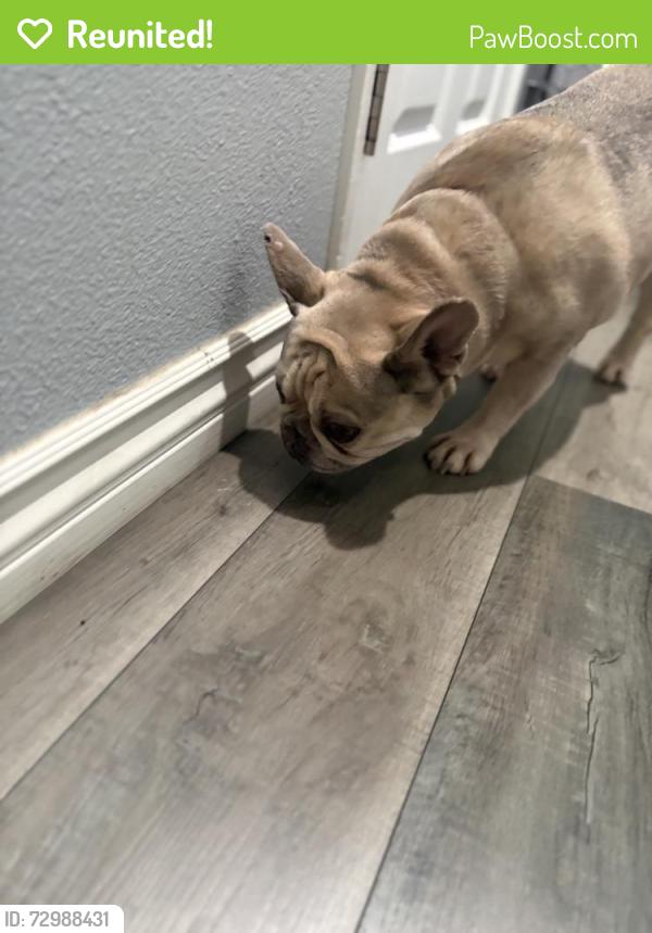Reunited Female Dog last seen Lincoln , Riverside, CA 92506