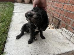 Found/Stray Female Dog last seen Skyway and Park Paxton, San Jose, CA 95136