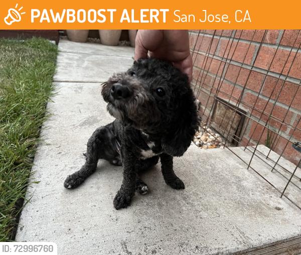 Found/Stray Female Dog last seen Skyway and Park Paxton, San Jose, CA 95136