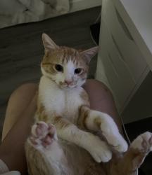 Lost Male Cat last seen Stanley Lucia , Mount Holly, NC 28120