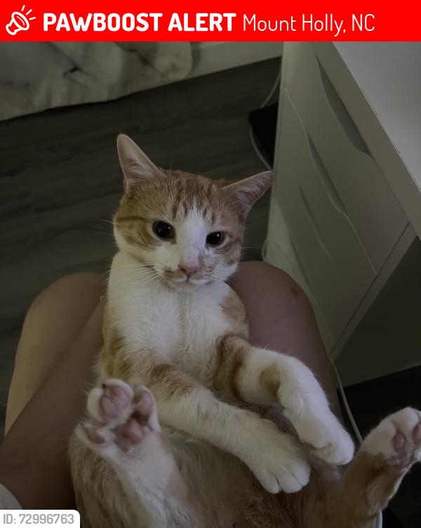 Lost Male Cat last seen Stanley Lucia , Mount Holly, NC 28120