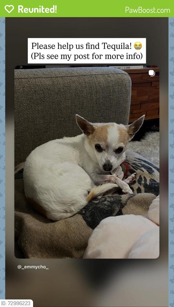Reunited Female Dog last seen Marvin’s Mill Terrace, Leesburg, VA 20176