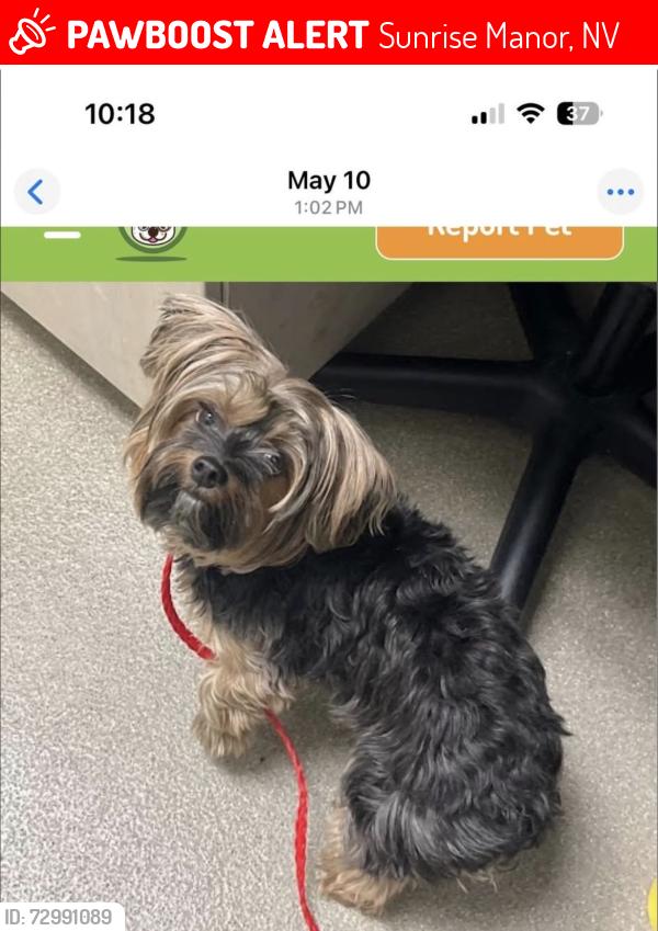 Lost Female Dog last seen Sunrise, Sunrise Manor, NV 89121