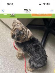 Lost Female Dog last seen Sunrise, Sunrise Manor, NV 89121