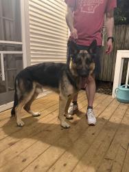 Found/Stray Male Dog last seen Intersection of Mississippi and Cantrell , Little Rock, AR 72205
