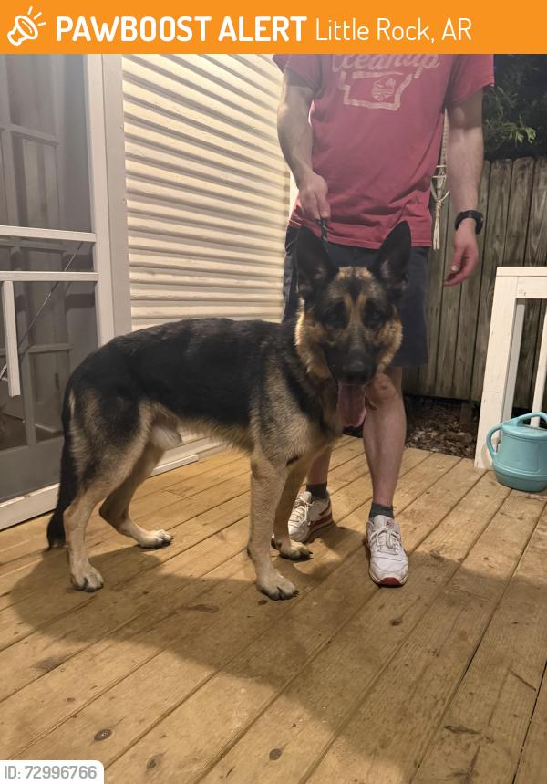 Found/Stray Male Dog last seen Intersection of Mississippi and Cantrell , Little Rock, AR 72205