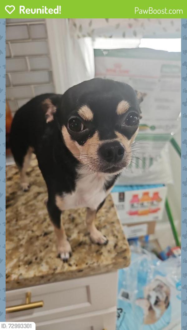 Reunited Male Dog last seen Gerritsen beach , Brooklyn, NY 11229