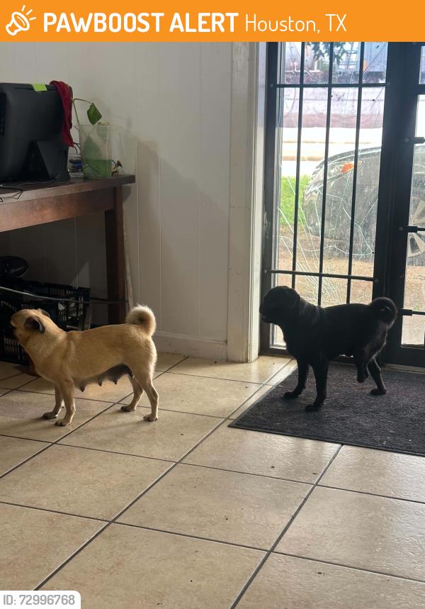 Found/Stray Female Dog last seen hardy y tidwell, Houston, TX 77093