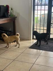 Found/Stray Female Dog last seen hardy y tidwell, Houston, TX 77093