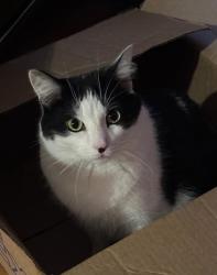 Lost Male Cat last seen Hemlock Dr , East Bridgewater, MA 02333