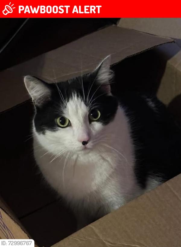 Lost Male Cat last seen Hemlock Dr , East Bridgewater, MA 02333