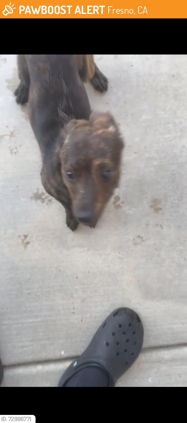 Found/Stray Unknown Dog last seen Church and Evelyn, Fresno, CA 93727