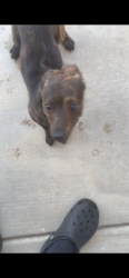 Found/Stray Unknown Dog last seen Church and Evelyn, Fresno, CA 93727