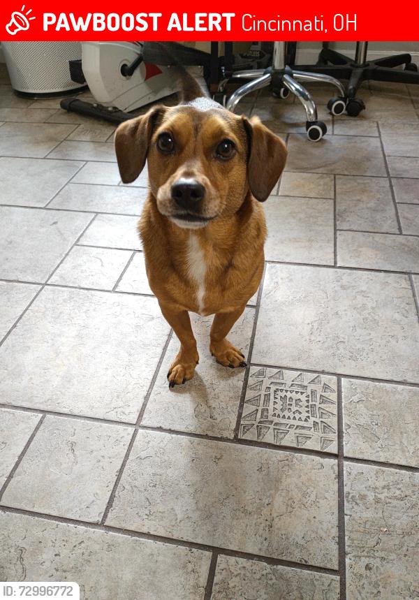 Lost Male Dog last seen Watch Hill, Cincinnati, OH 45230