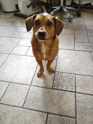 Lost Male Dog last seen Watch Hill, Cincinnati, OH 45230