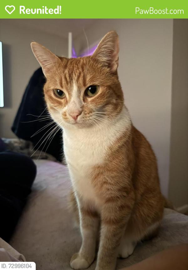 Reunited Female Cat last seen Westpark Club, Athens, GA 30606