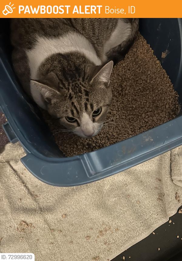 Found/Stray Unknown Cat last seen Maverick on N. Cole and Ustick rd. , Boise, ID 83704