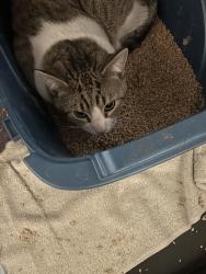 Found/Stray Unknown Cat last seen Maverick on N. Cole and Ustick rd. , Boise, ID 83704
