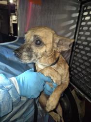 Shelter Stray Male Dog last seen Near BLOCK CRESTFIELD DR, 4710 TX-151, San Antonio, TX 78227, USA
