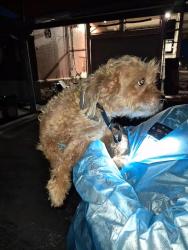 Shelter Stray Male Dog last seen Near BLOCK CRESTFIELD DR, 4710 TX-151, San Antonio, TX 78227, USA