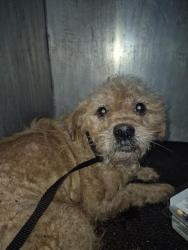 Shelter Stray Male Dog last seen Near BLOCK CRESTFIELD DR, 4710 TX-151, San Antonio, TX 78227, USA