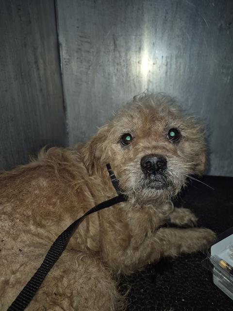 Shelter Stray Male Dog last seen Near BLOCK CRESTFIELD DR, 4710 TX-151, San Antonio, TX 78227, USA