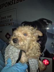 Shelter Stray Male Dog last seen Near BLOCK CRESTFIELD DR, 4710 TX-151, San Antonio, TX 78227, USA