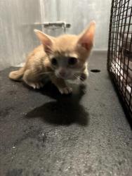 Shelter Stray Male Cat last seen Near BLOCK PARKDALE DR, 4710 TX-151, San Antonio, TX 78227, USA