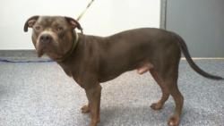 Shelter Stray Male Dog last seen CHARLOTTE, 8315 Byrum Dr, Charlotte, NC 28217, USA