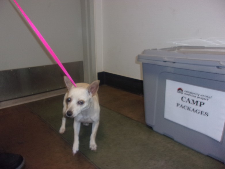 Shelter Stray Female Dog last seen , 14409 Vanowen St, Van Nuys, CA 91405, USA