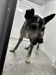 Shelter Stray Male Dog last seen PARKER AVE/45TH ST, 95820, 3839 Bradshaw Rd, Sacramento, CA 95827, USA