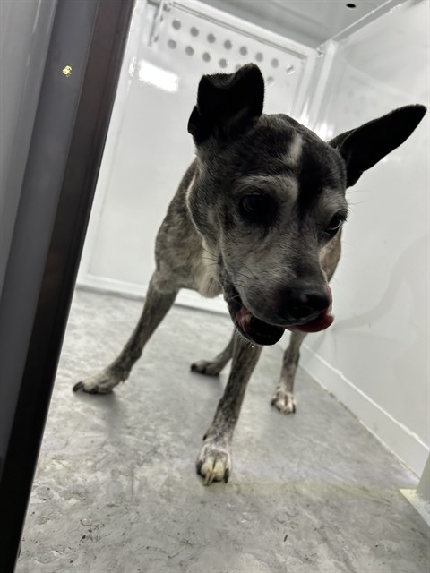 Shelter Stray Male Dog last seen PARKER AVE/45TH ST, 95820, 3839 Bradshaw Rd, Sacramento, CA 95827, USA