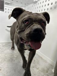 Shelter Stray Female Dog last seen PARKER AVE/45TH ST, 95820, 3839 Bradshaw Rd, Sacramento, CA 95827, USA