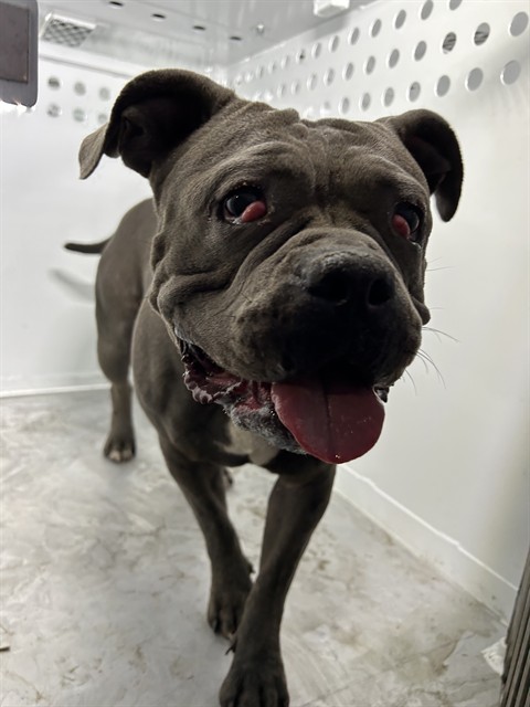 Shelter Stray Female Dog last seen PARKER AVE/45TH ST, 95820, 3839 Bradshaw Rd, Sacramento, CA 95827, USA