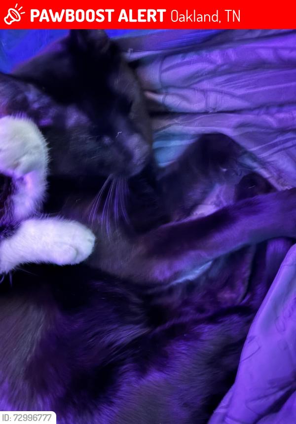Lost Male Cat last seen Mosby rd, Oakland, TN 38060