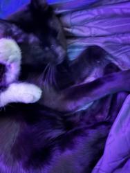 Lost Male Cat last seen Mosby rd, Oakland, TN 38060