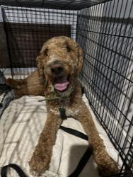 Reunited Male Dog last seen Airport Blvd, Los Angeles, CA 90045