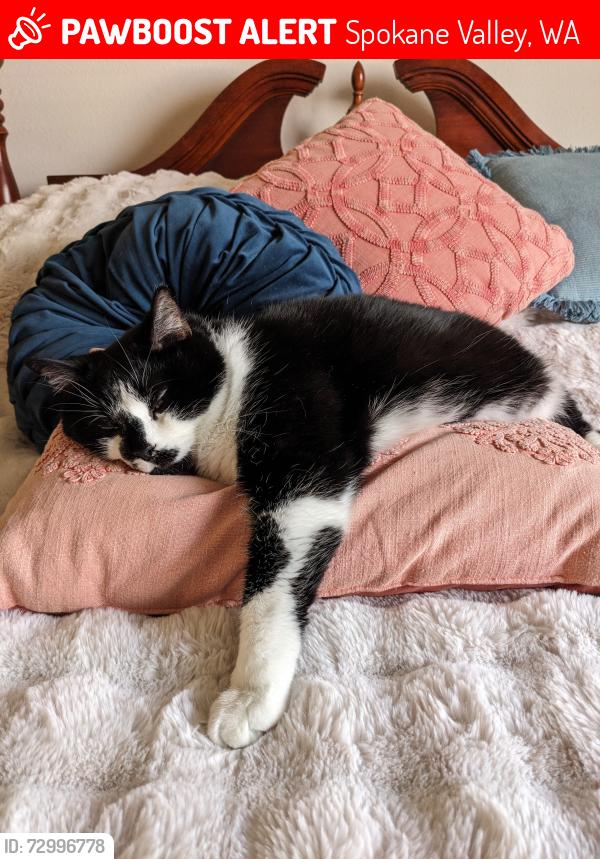 Lost Male Cat last seen Mallon Ave and Best rd, Spokane Valley, WA 99216