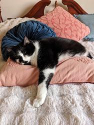 Lost Male Cat last seen Mallon Ave and Best rd, Spokane Valley, WA 99216