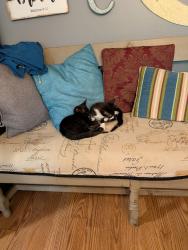 Lost Male Cat last seen Rue De Ville and Ragin Lane, Rock Hill, SC 29732