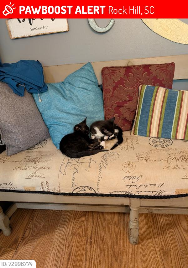 Lost Male Cat last seen Rue De Ville and Ragin Lane, Rock Hill, SC 29732