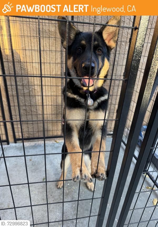 Found/Stray Female Dog last seen Park, Inglewood, CA 90302