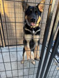 Found/Stray Female Dog last seen Park, Inglewood, CA 90302