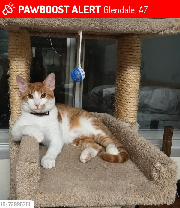 Lost Male Cat last seen 43rd Ave. North of Yorkshire, Glendale, AZ 85308