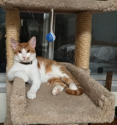 Lost Male Cat last seen 43rd Ave. North of Yorkshire, Glendale, AZ 85308